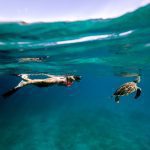 snorkeling-with-turtles