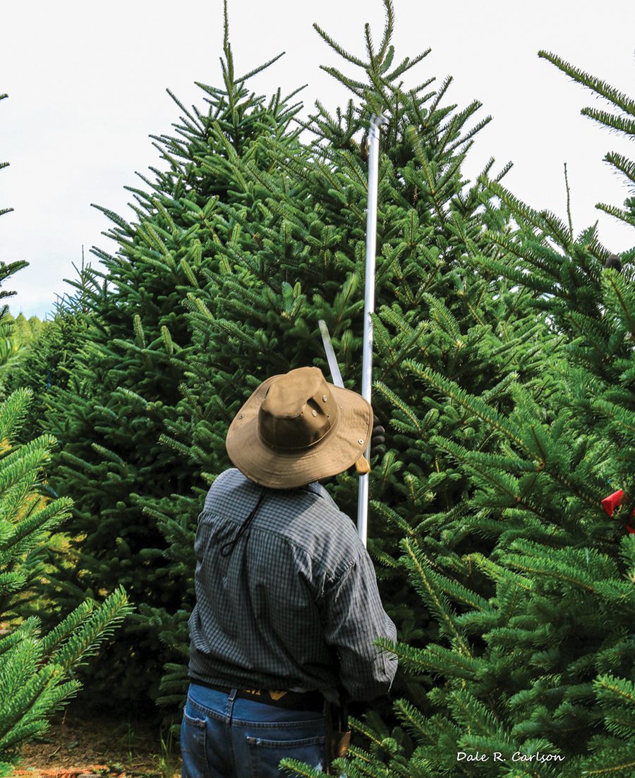 A Christmas tree farm in Ashe County.