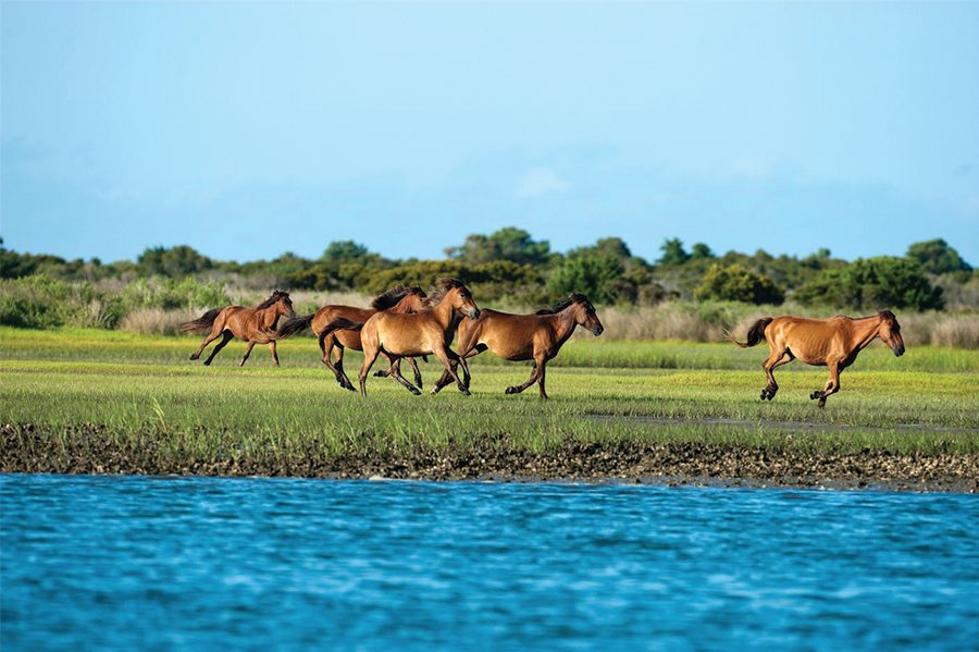 Wild horses along the North Carolina Southern Outer Banks near Beaufort.