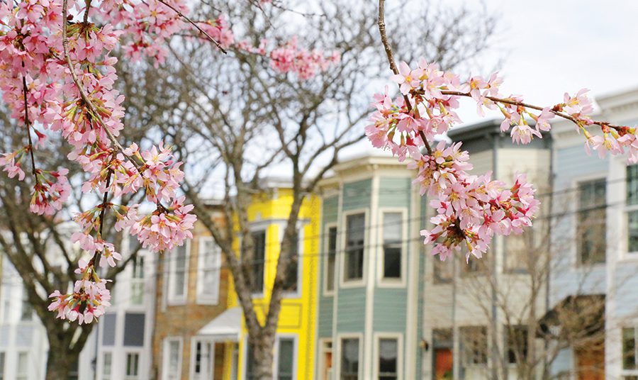 Cherry Blossom Season in Alexandria