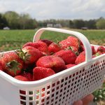 Carrigan Farms strawberries