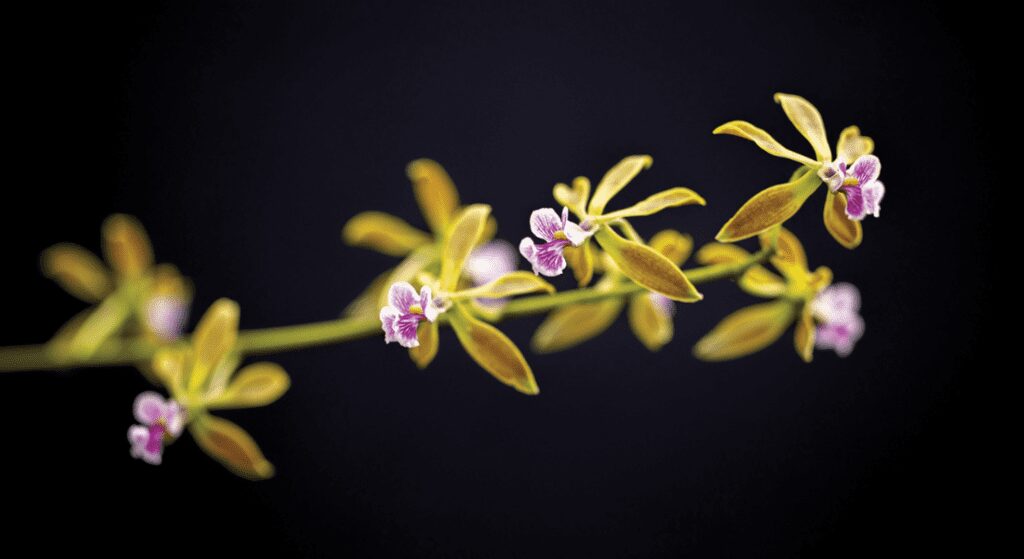 Tiny purple and white flowers on an Encyclia, an epiphytic orchid, at UNC Charlotte Botanical Gardens.