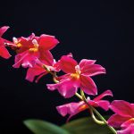 Burrageara Francine ‘Roseglow’ at Daniel Stowe Botanical Garden
