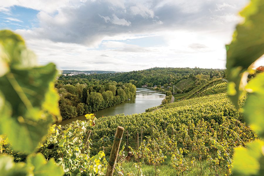 Green vineyards around the Neckar River in Southwest Germany.
