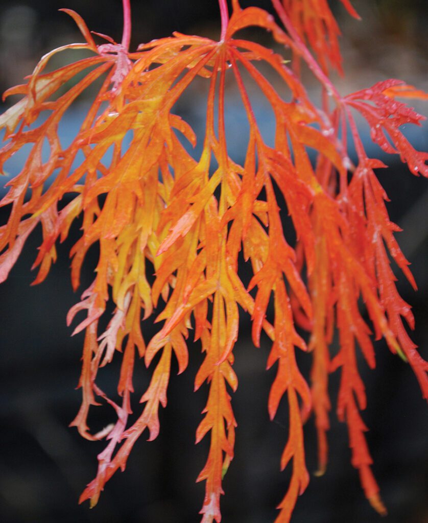  ‘Orangeola’ Japanese maple has bright orange leaves in the fall.