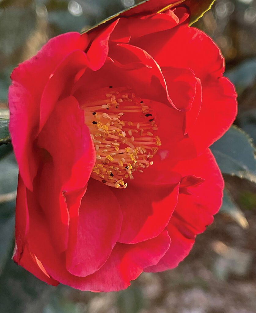 A bright pink camellia in bloom during early fall.