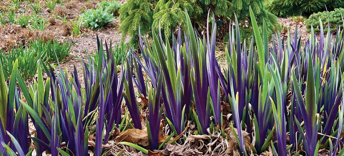‘Purple Flame’ iris adds drama to the spring garden
