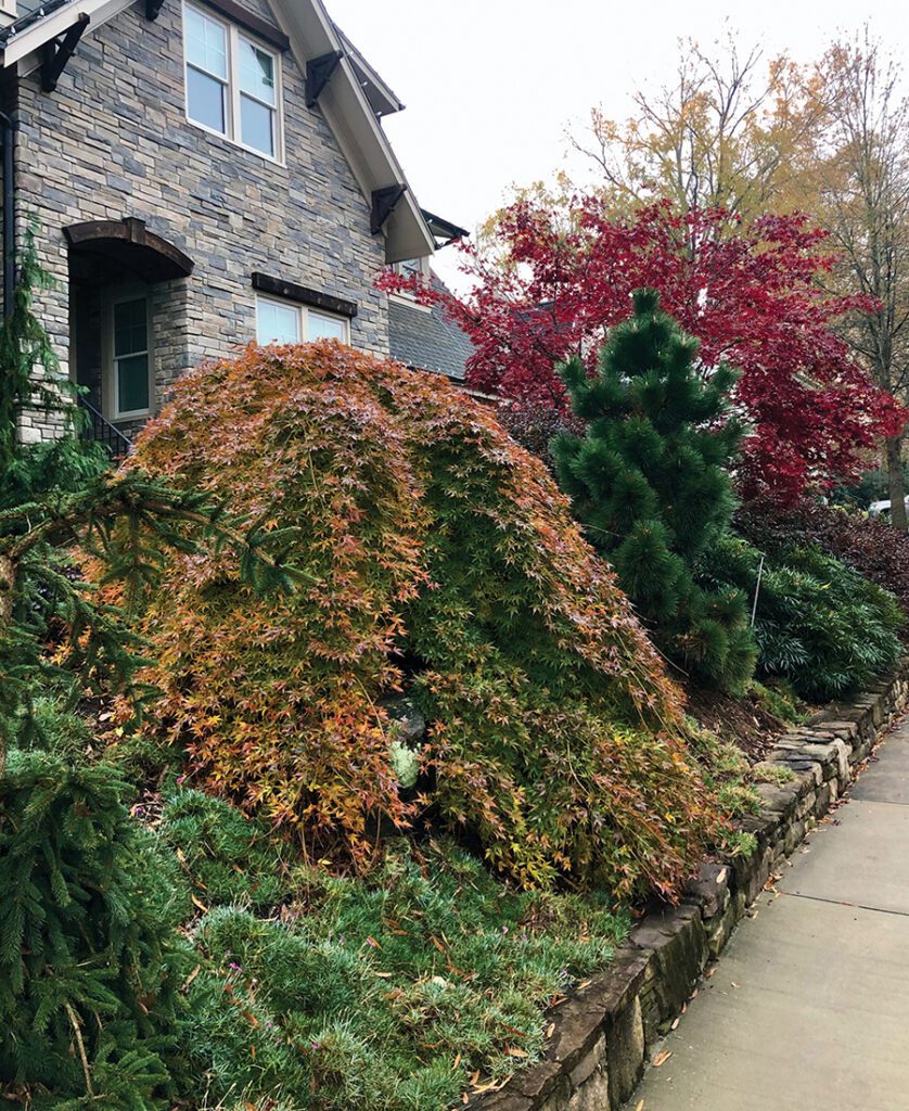 A weeping Ryusen Japanese maple pairs well with an upright Thunderhead pine
