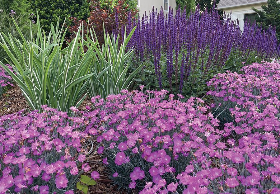 Landscaping with dainty purple flowers next to spikey green foilage.