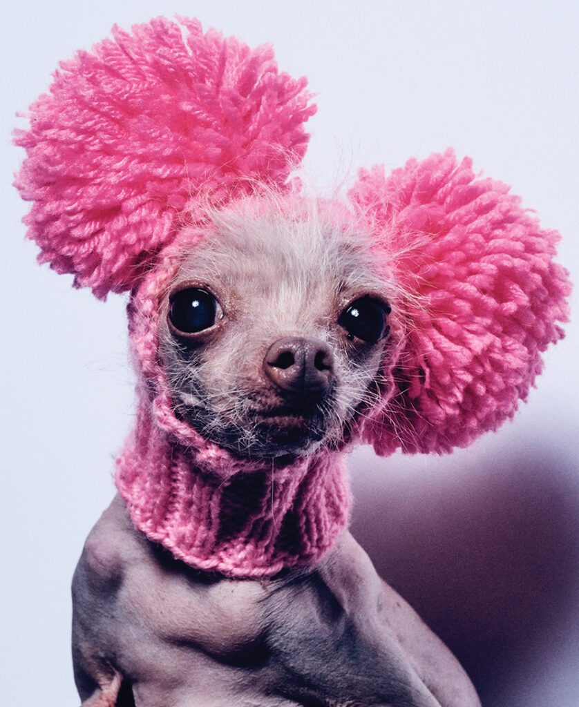 Dog portrait by Shayan Asgharnia