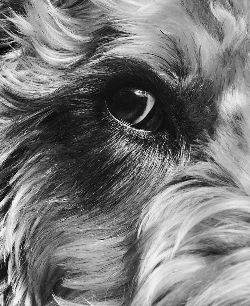 Dog eye portrait by Shayan Asgharnia