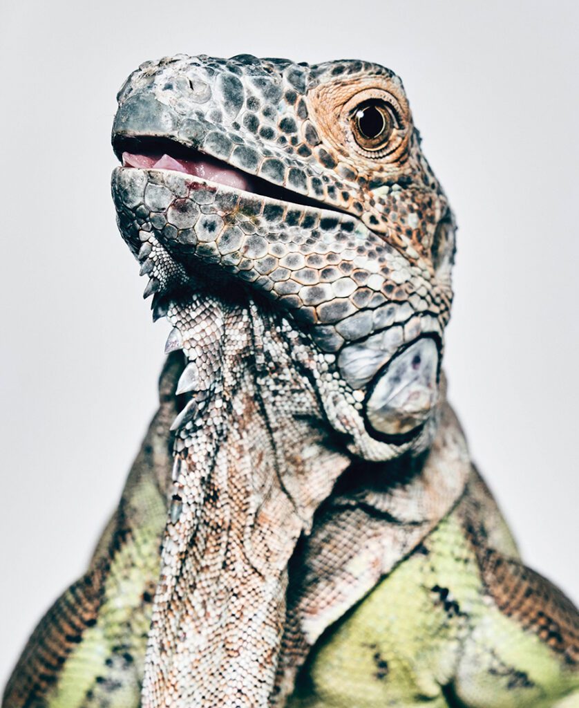 Lizard portrait by Shayan Asgharnia