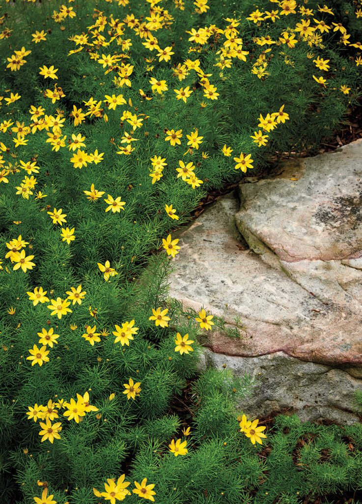Blair garden yellow flowers