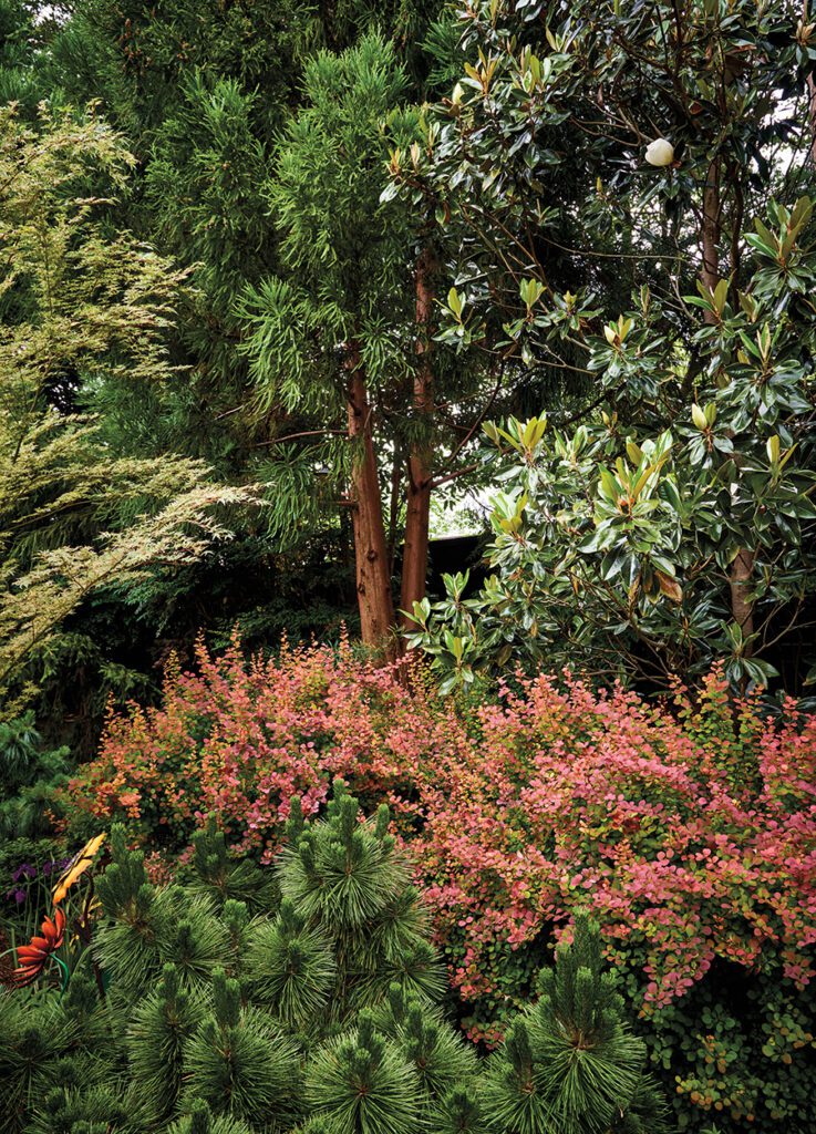 Blair garden foliage