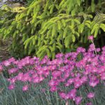 Firewitch dianthus flowers