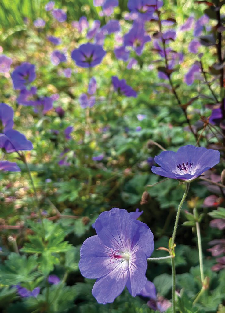 This purple Rozanne Hardy Geranium has pretty blooms and is a reliable perennial to plant. 