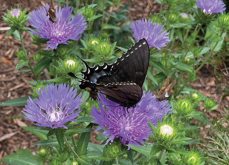 A butterfly lands on a purple flowering Stokesia plant.