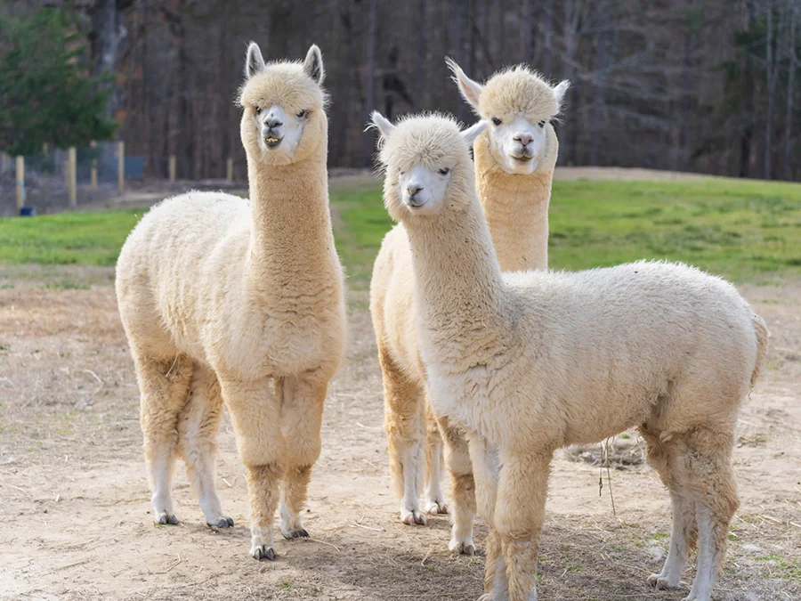 Alpacas at Crandall Bowles Children’s Farm