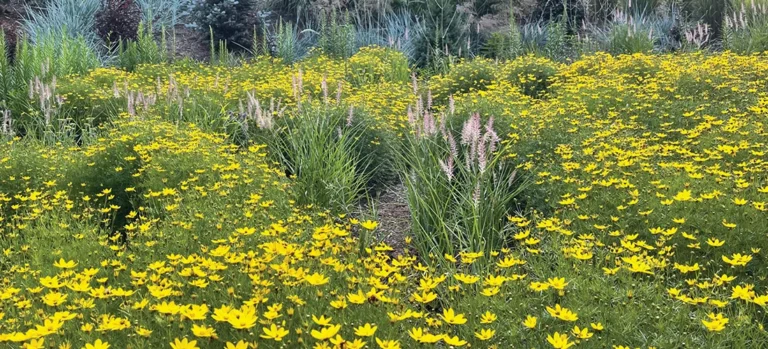 A field of coreopsis flowers