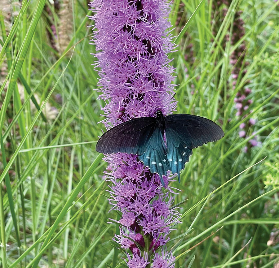 A butterfly on a Liatris spicata