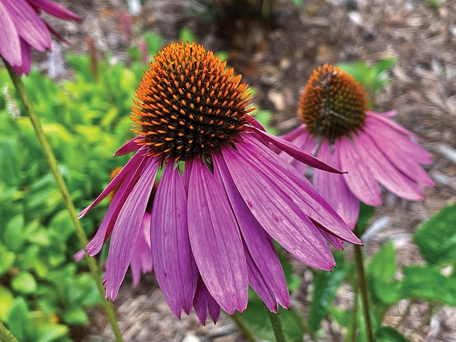 Echinacea flowers