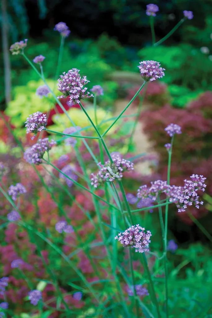 Verbena bonariensis flowers