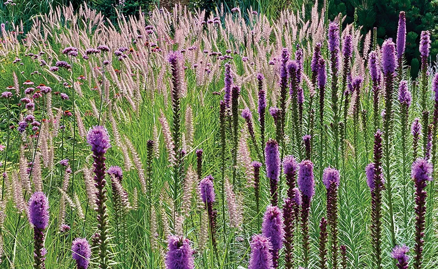 Field of Liatris spicata