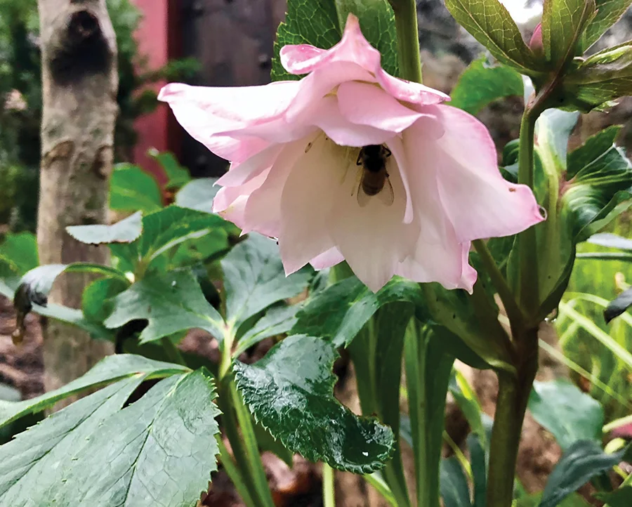 Bug in Hellebore flower