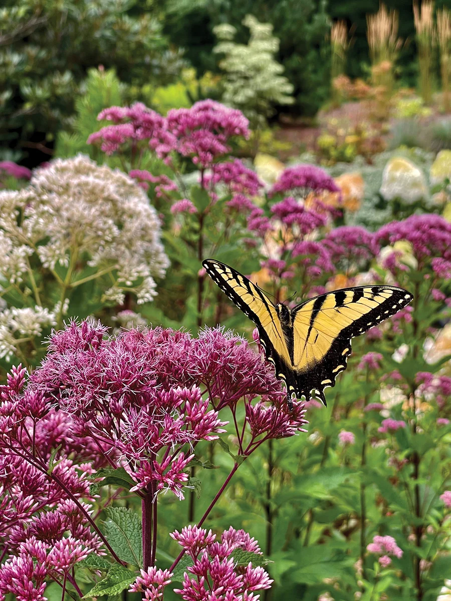 A butterfly on Joe Pye blooms