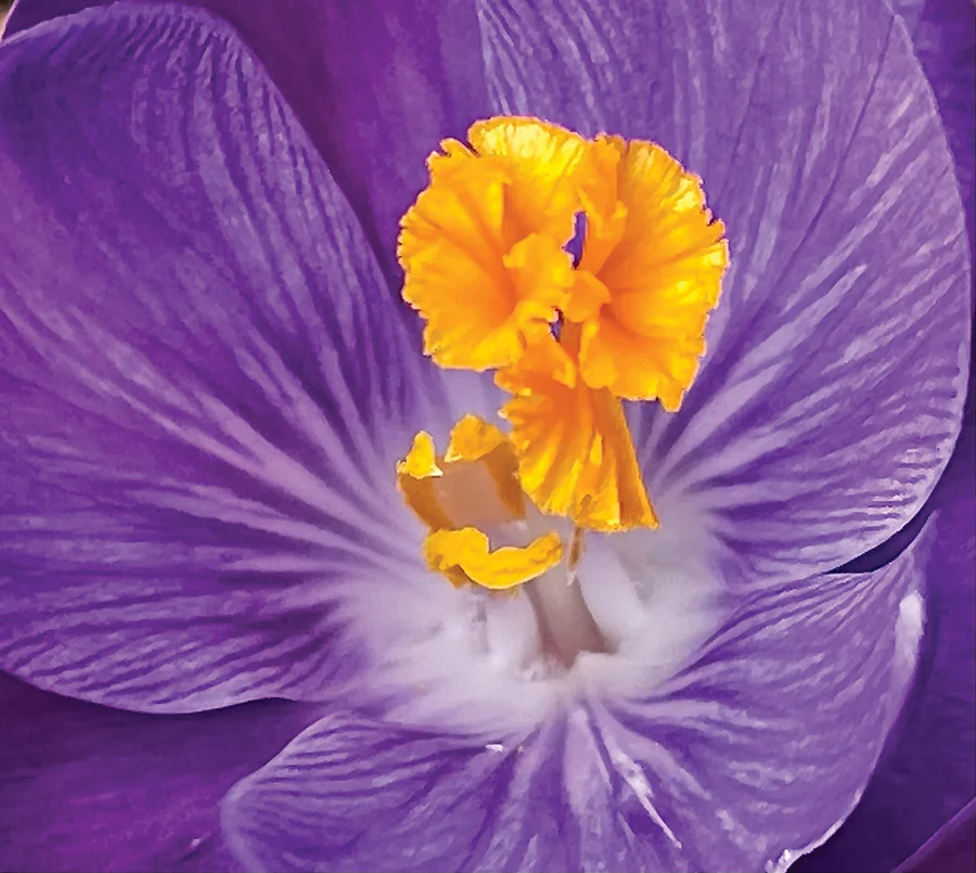 A purple Crocus flower