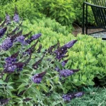 ‘Pugster’ dwarf butterfly bush with sedum and Blue Rug juniper