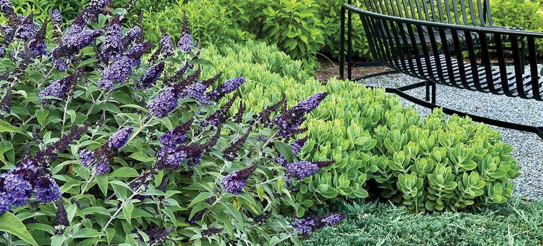 ‘Pugster’ dwarf butterfly bush with sedum and Blue Rug juniper