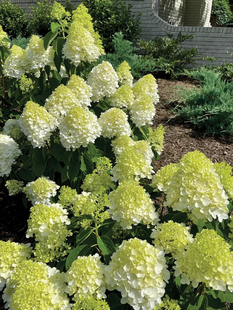 Panicle hydrangea