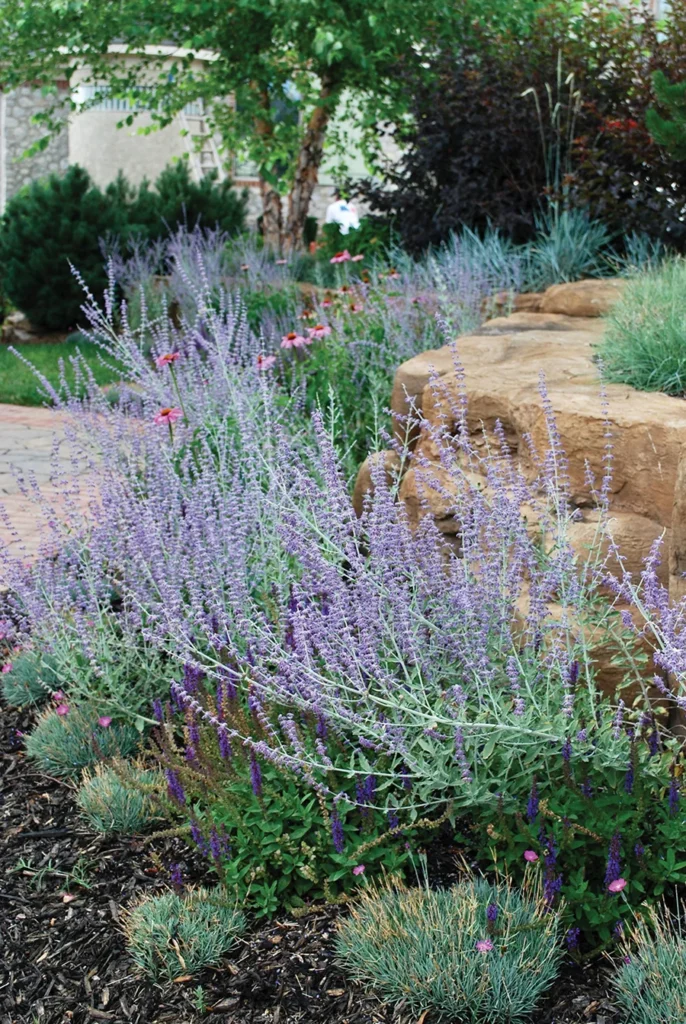 Russian sage