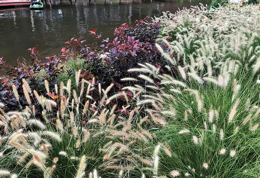 ‘Cassian’ pennisetum (fountain grass)