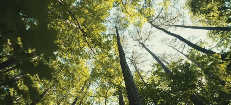 Forest bathing at Juneberry Ridge