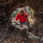 Wayne Johnson looking through tree stump