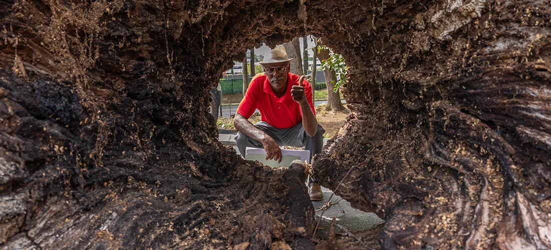 Wayne Johnson looking through tree stump