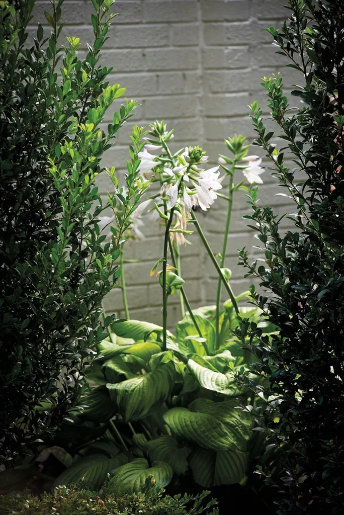 Flowers in garden designed by Erin Peiffer