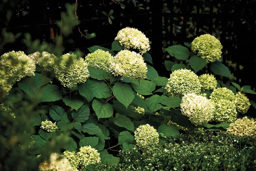 Hydrangea in garden designed by Erin Peiffer