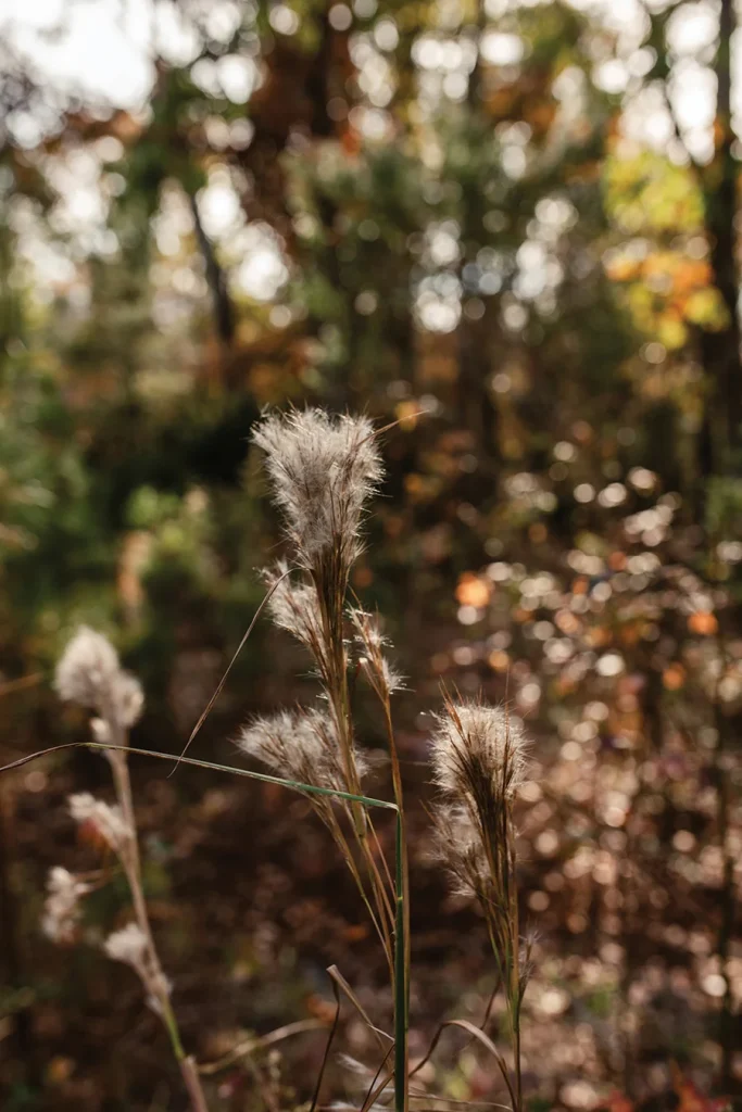 Fluffy plants in forest