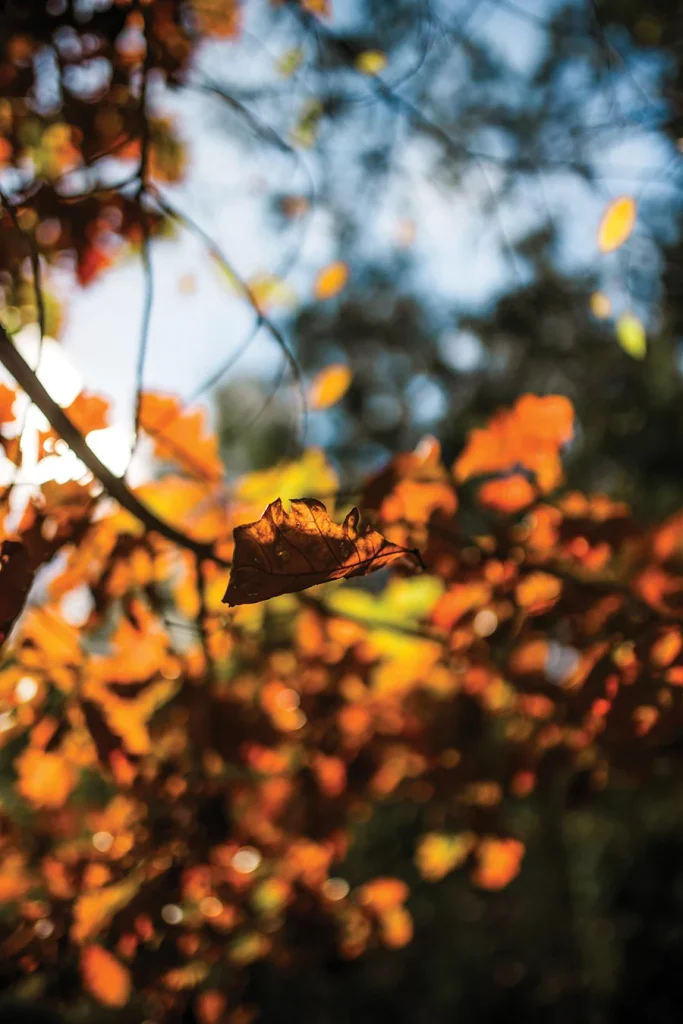 Orange colored leaves in forest