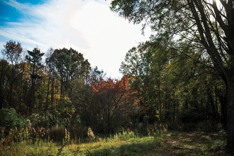 Open space in forest