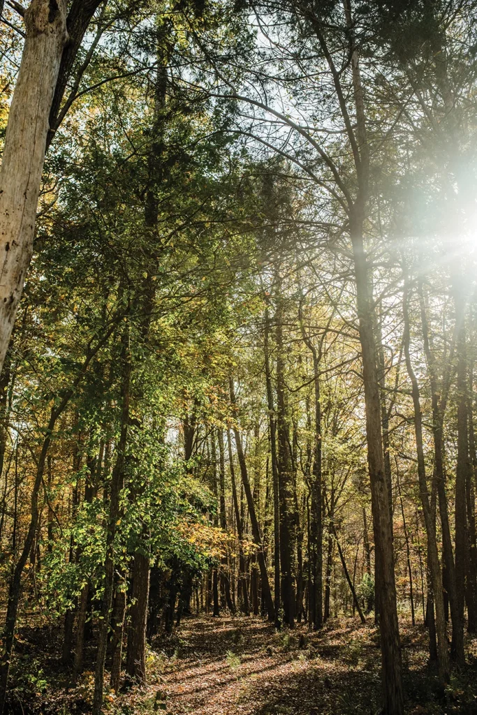Sun coming through trees in forest
