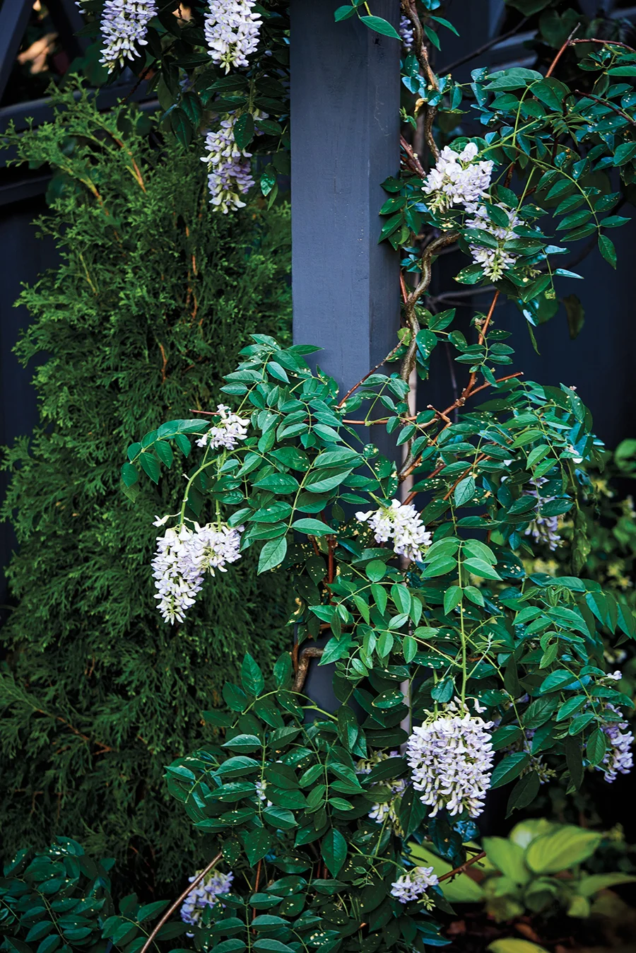 Blue Moon Kentucky wisteria vine climbs up an archway in the side garden.
