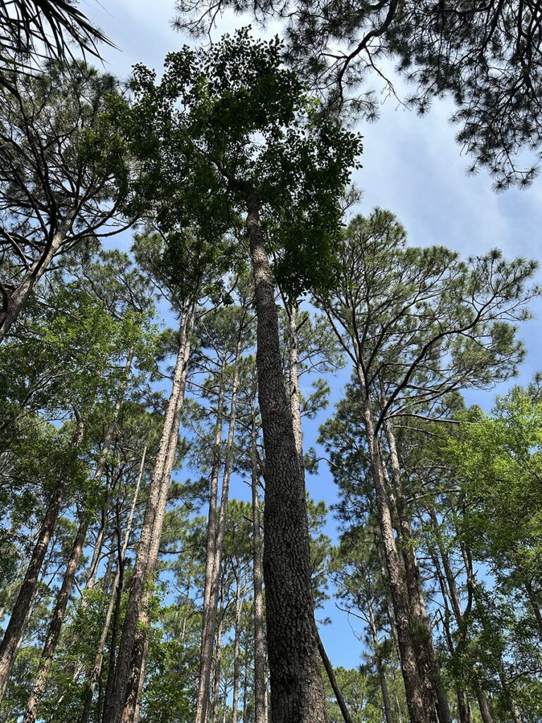 Audobon Newhall Preserve