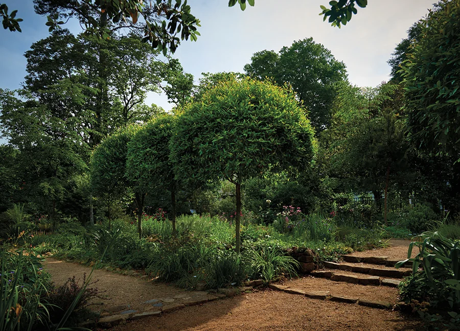 Small trees in a row at the Elizabeth Lawrence House & Garden