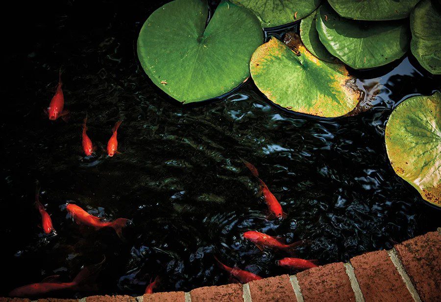 Koi pond at the Elizabeth Lawrence House & Garden