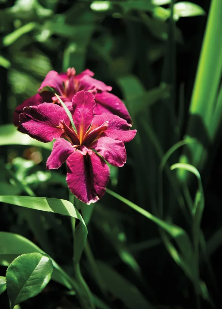 Purple iris at the Elizabeth Lawrence House & Garden