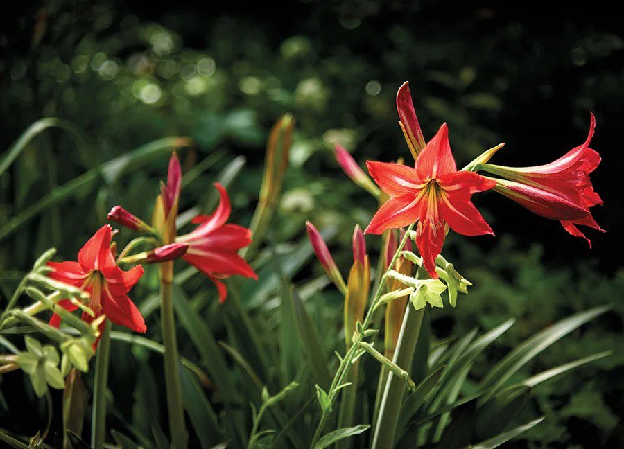 Red Amaryllis at the Elizabeth Lawrence House & Garden
